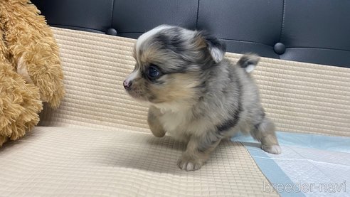 成約済の兵庫県のポメチワ:ポメラニアン×チワワ-348656の3枚目